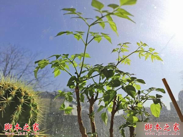 魅族Pro5和iPhone6s哪个好?iPhone6s和魅族Pro5拍摄能力对比评测_手机评测_本站