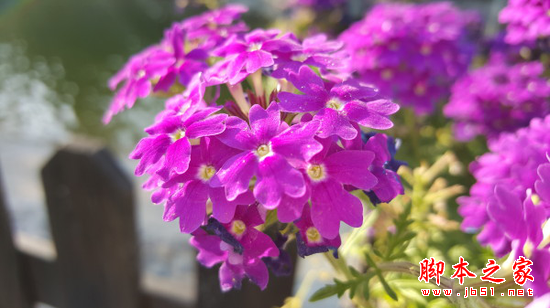 三星S6对比苹果iPhone 6对比测评_手机评测_手机学院_本站