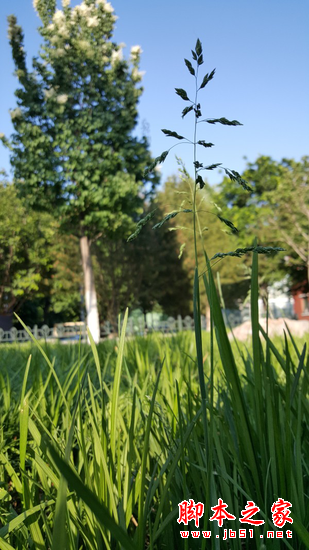 三星S6对比苹果iPhone 6对比测评_手机评测_手机学院_本站