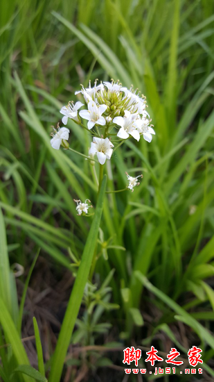 三星S6对比苹果iPhone 6对比测评_手机评测_手机学院_本站
