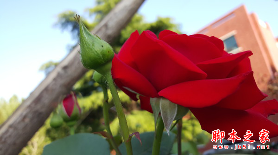 三星S6对比苹果iPhone 6对比测评_手机评测_手机学院_本站