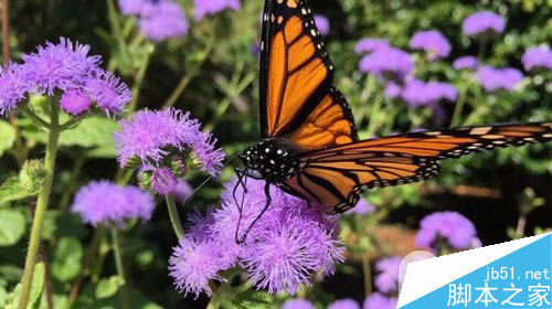 再扒iPhone6 Plus拍照效果 牛掰的光学防抖摄像头