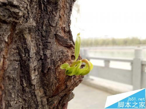 OPPO R9对比iPhone 6全方位详细测评 指纹解锁仅需0.2秒_安卓手机_手机学院_本站