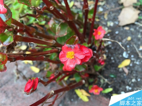 ����800��iPhone 6/6 Plus����ͷ���ŶԱ�