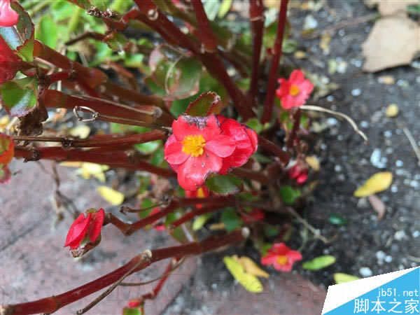 ����800��iPhone 6/6 Plus����ͷ���ŶԱ�