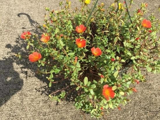 ƻ��iPhone6 Plus���նԱȼ���EOS 5D Mark III:�������_ƻ���ֻ�_�ֻ�ѧԺ_��վ