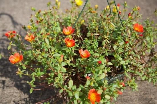 ƻ��iPhone6 Plus���նԱȼ���EOS 5D Mark III:�������_ƻ���ֻ�_�ֻ�ѧԺ_��վ