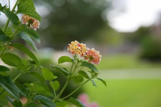 ƻ��iPhone6 Plus���նԱȼ���EOS 5D Mark III:�������_ƻ���ֻ�_�ֻ�ѧԺ_��վ