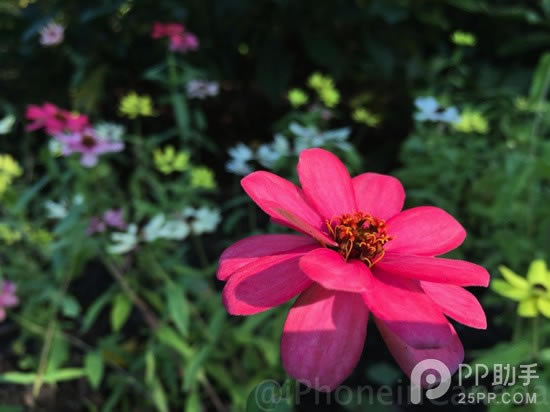 64GB��iPhone6 Plus����������� ���Ŷ�����