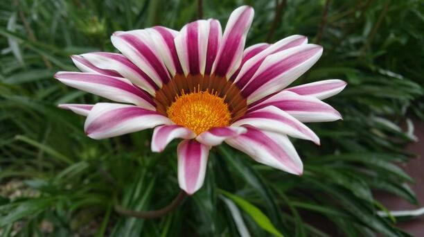 Note 4/iPhone 6 Plus/LG G3���նԱ�