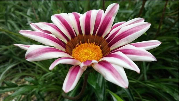 Note 4/iPhone 6 Plus/LG G3���նԱ�