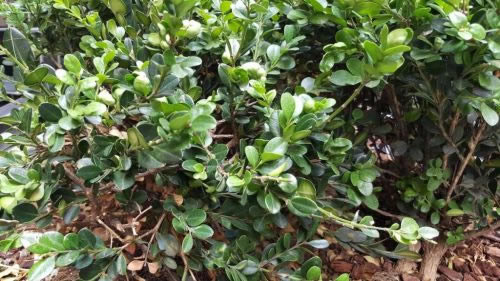 ����Note5��iPhone6 Plus�����ĸ��ã�����Note��iPhone6 Plus���նԱ�����_�ֻ�����_�ֻ�ѧԺ_��վ