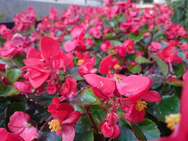 iPhone6 Plus������Z3�ĸ�����Ч�����ã�iPhone6 Plus/����Z3����Ч���Ա�����_�ֻ�����_�ֻ�ѧԺ_��վ