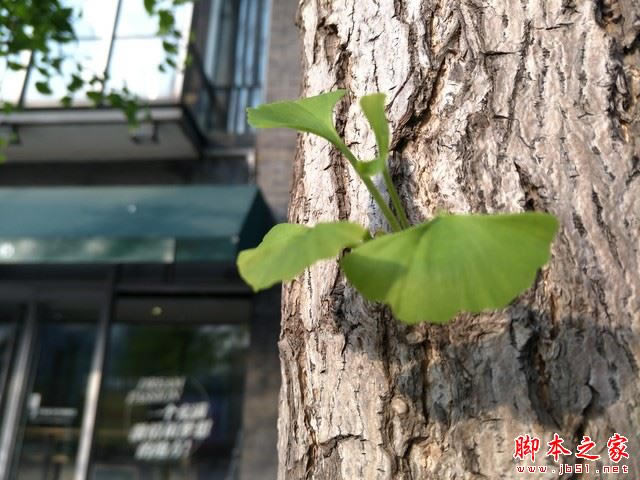 OPPO R9 Plus�Ա�iPhone 6s Plus 