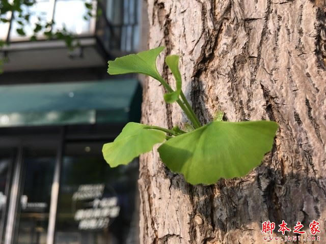 OPPO R9 Plus�Ա�iPhone 6s Plus 