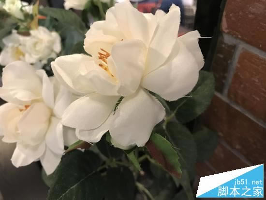 OPPO R11iPhone7 PlusĸֵOPPOR11ԱiPhone7PlusȫԱ