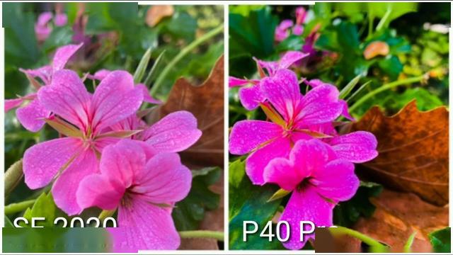 iPhoneSE和华为P40Pro拍照哪个好?iPhoneSE对比华为P40Pro拍照评测_手机评测_手机学院_本站