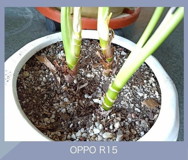 OPPO R15iPhone Xĸ?ƻXOPPOR15ŶԱ_ֻ_ֻѧԺ_վ