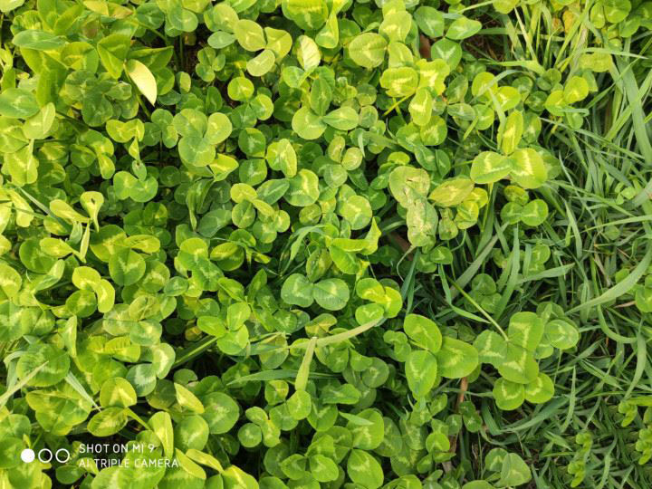 小米9和iPhone XR哪个值得买 小米9和iPhone XR手机区别对比_手机评测_手机学院_本站