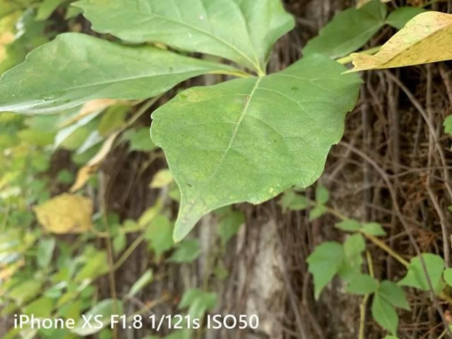 iPhone Xs和iPhone X哪个值得买 苹果iPhone X和Xs区别对比介绍_苹果手机_手机学院_本站