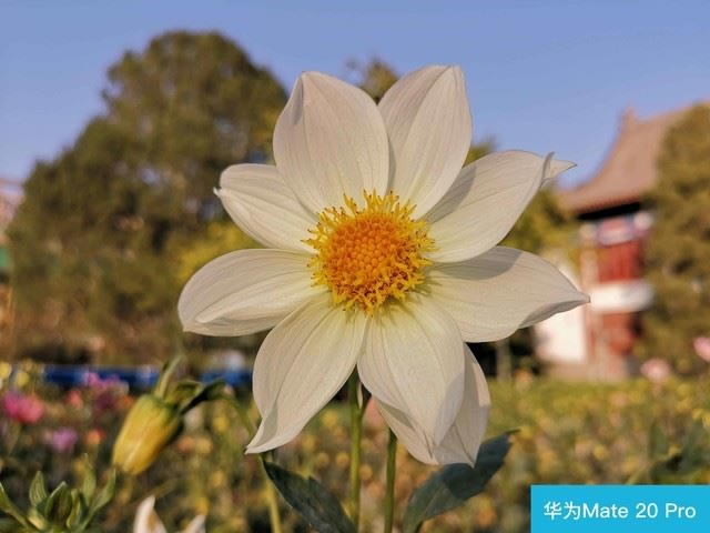 iPhone XSͻΪMate20 Proĸֵ ΪMate20 ProƻXSԱ_ֻ_ֻѧԺ_վ