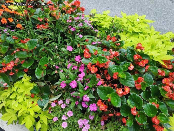 小米max3值得入手吗 小米max3全面详细评测_手机评测_手机学院_本站