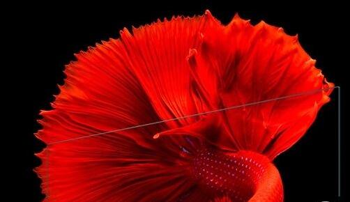 С�׵���4ֵ������һͼ����С�׵���4