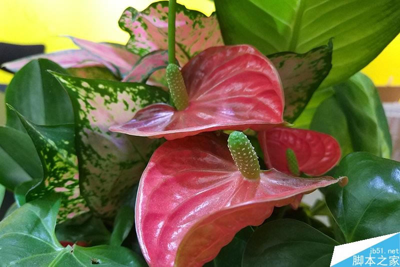 小米5S高配版全面体验评测:为发烧友而生的手机_手机评测_手机学院_本站