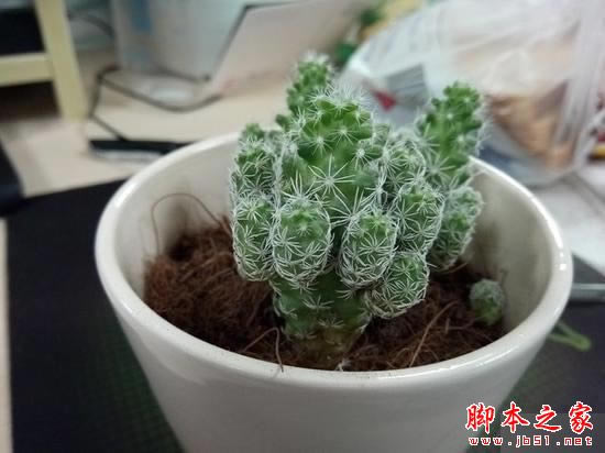 TCL 750和小米5哪个值得入手?小米5和TCL 750全面区别对比深度评测_手机评测_手机学院_本站