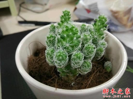 TCL 750和小米5哪个值得入手?小米5和TCL 750全面区别对比深度评测_手机评测_手机学院_本站