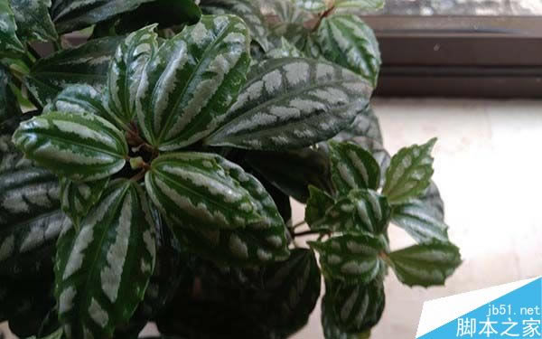 乐Max 2对比小米5第11张图