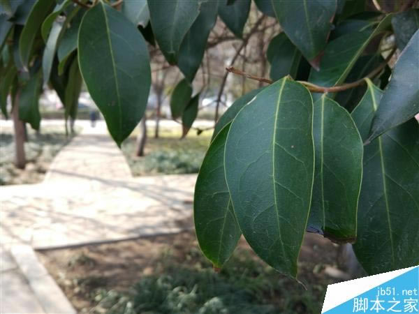 小米5与Mate8拍照谁更好? 对比一下就知道了