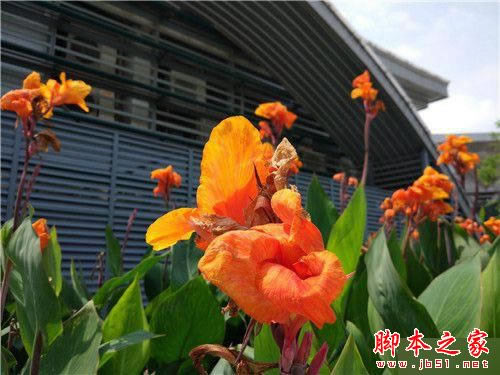 小米5尊享版/魅族PRO 6/乐Max 2详细深度区别对比评测:谁更胜一筹?_手机评测_手机学院_本站