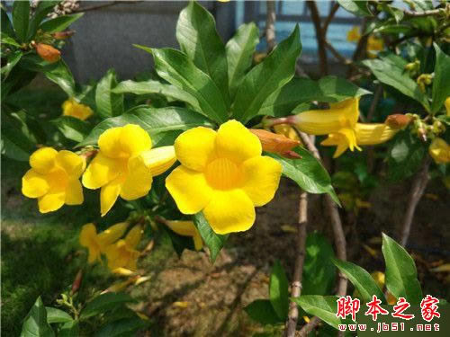 小米5尊享版/魅族PRO 6/乐Max 2详细深度区别对比评测:谁更胜一筹?_手机评测_手机学院_本站