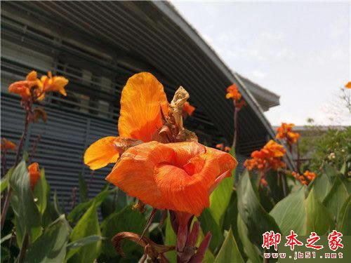 小米5尊享版/魅族PRO 6/乐Max 2详细深度区别对比评测:谁更胜一筹?_手机评测_手机学院_本站