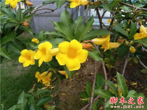 小米5尊享版/魅族PRO 6/乐Max 2详细深度区别对比评测:谁更胜一筹?_手机评测_手机学院_本站