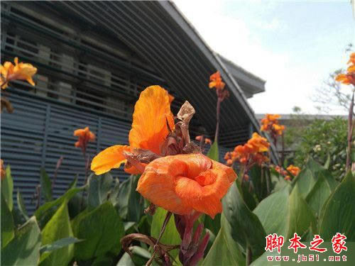 小米5尊享版/魅族PRO 6/乐Max 2详细深度区别对比评测:谁更胜一筹?_手机评测_手机学院_本站