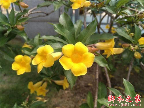 小米5尊享版/魅族PRO 6/乐Max 2详细深度区别对比评测:谁更胜一筹?_手机评测_手机学院_本站