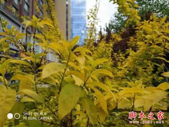 小米5s和小米6拍照哪个好?小米6与小米5s拍照效果对比评测图解