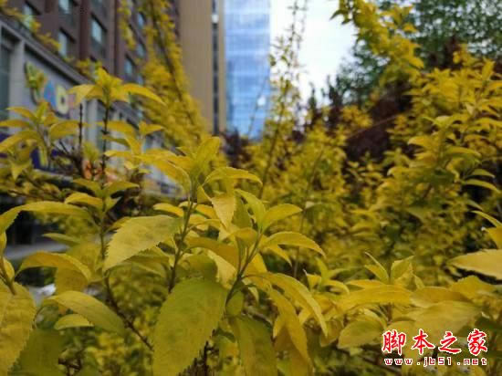小米5s和小米6拍照哪个好?小米6与小米5s拍照效果对比评测图解