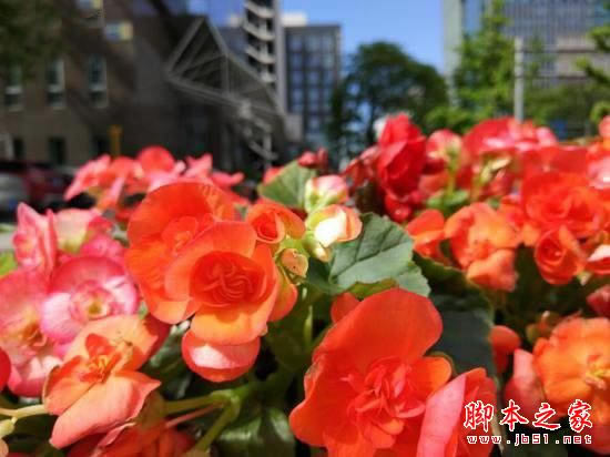 小米5s和小米6拍照哪个好?小米6与小米5s拍照效果对比评测图解