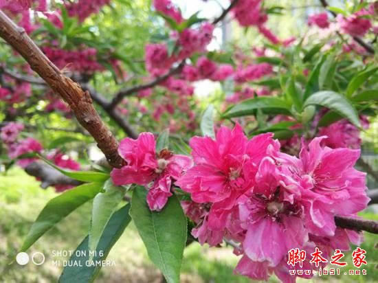 小米5s和小米6拍照哪个好?小米6与小米5s拍照效果对比评测图解