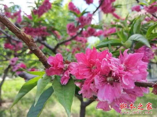 小米5s和小米6拍照哪个好?小米6与小米5s拍照效果对比评测图解