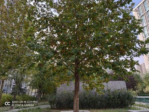 С��CC9 Proֵ��ֵ���� С��CC9 Pro�ֻ���ϸ����_�ֻ�����_�ֻ�ѧԺ_��վ