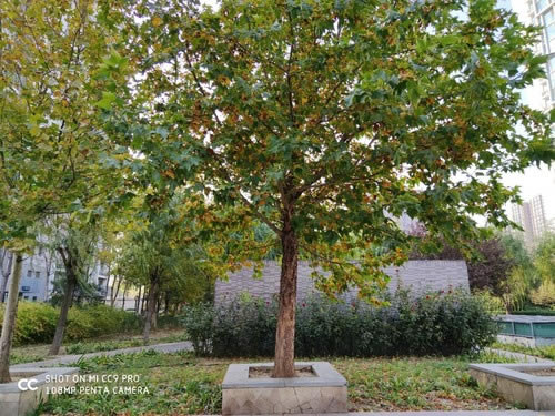 С��CC9 Proֵ��ֵ���� С��CC9 Pro�ֻ���ϸ����_�ֻ�����_�ֻ�ѧԺ_��վ