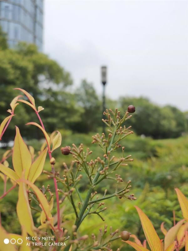 С��CC9��ͼ���ư�ֵ�������� С��CC9��ͼ���ư���ϸ����_�ֻ�����_�ֻ�ѧԺ_��վ