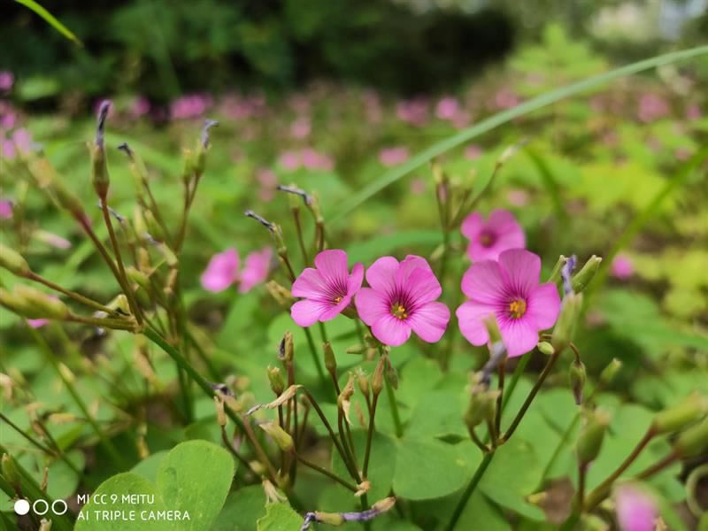 С��CC9��ͼ���ư�ֵ�������� С��CC9��ͼ���ư���ϸ����_�ֻ�����_�ֻ�ѧԺ_��վ