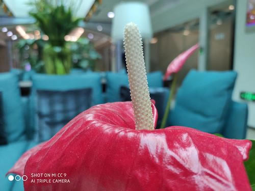 С��CC9�ֻ�ֵ������ С��CC9��ϸ����_�ֻ�����_�ֻ�ѧԺ_��վ