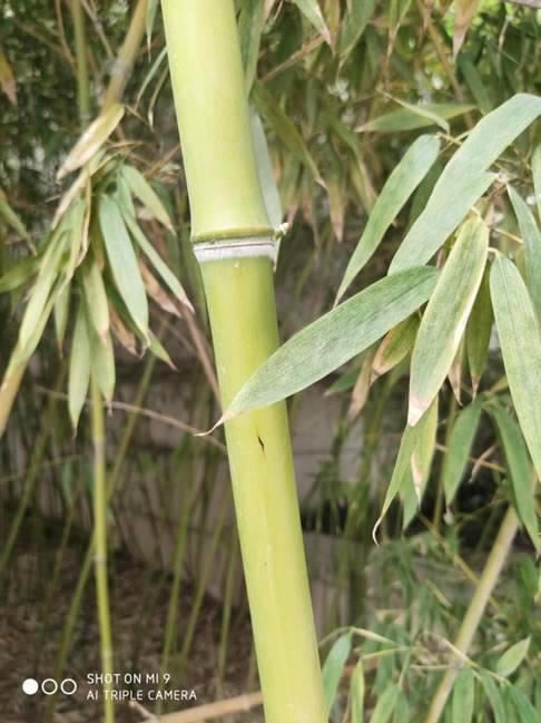 小米9手机怎么样 全面进化的骁龙855旗舰标杆小米9详细评测_手机评测_手机学院_本站