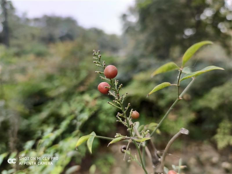 С��CC9 Pro�ʺ������� С��CC9 Pro�ֻ����/����/����/ϵͳ/����/������ʹ����������_�ֻ�����_�ֻ�ѧԺ_��վ